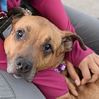 adopt a pet
