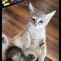 adopt a pet
