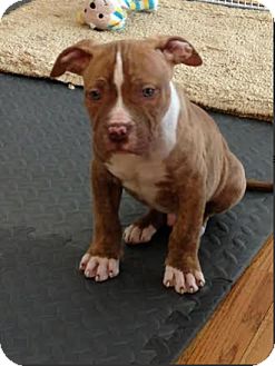 77+ Cane Corso American Bulldog Mix Puppy