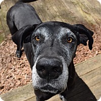 Raleigh, NC - Great Dane. Meet Winnie a Pet for Adoption.