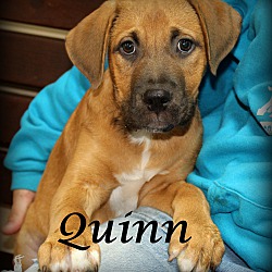 Thumbnail photo of Quinn~adopted! #1