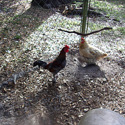 Thumbnail photo of Roosters(3) #2