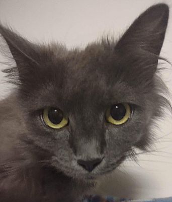 Upper Saddle River, NJ - Maine Coon. Meet Daphne a Pet for Adoption