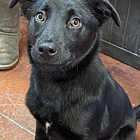 adopt-pet