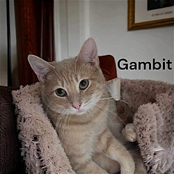 Thumbnail photo of Gambit #4