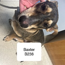 Photo of Baxter B238