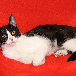 Photo of Celexa (Spayed)