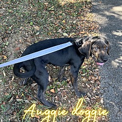 Thumbnail photo of Auggie Doggie #1