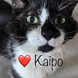 Thumbnail photo of Kaipo #1