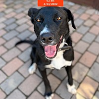 adopt a pet
