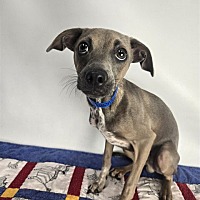adopt a pet
