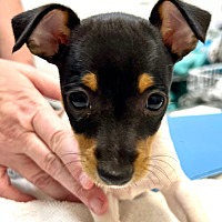 adopt a pet
