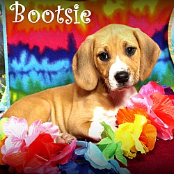 Thumbnail photo of Bootsie~adopted! #2