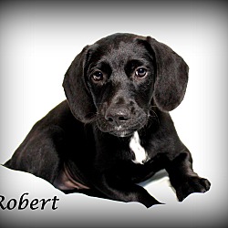 Thumbnail photo of Robert~adopted! #1