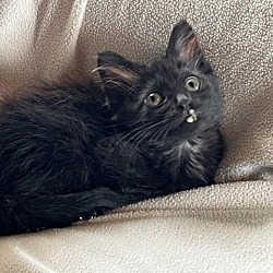 Photo of ChickPea aka Eustis 4