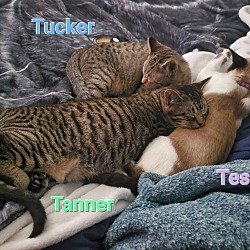 Thumbnail photo of Tanner and Tess #4