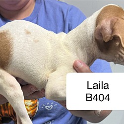 Thumbnail photo of Laila B404 #2