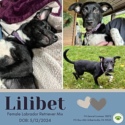 Thumbnail photo of Lilibet #1