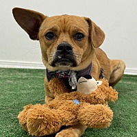 adopt a pet