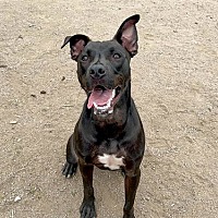 adopt a pet