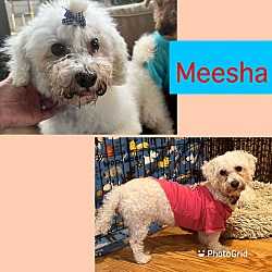 Thumbnail photo of Meesha #1