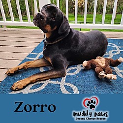 Photo of Zorro (Courtesy Post)