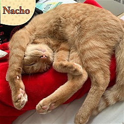 Photo of Nacho- a purring FELV  sweetheart