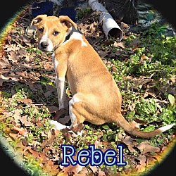 Thumbnail photo of Rebel #3