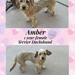 Photo of AMBER 1 YEAR TERRIER