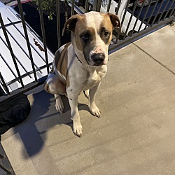 Georgetown, Tx - American Pit Bull Terrier Cane Corso. Meet Chapo A Pet 