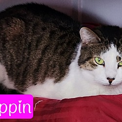 Photo of Pippin
