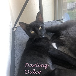 Thumbnail photo of Dulce 0364 #2