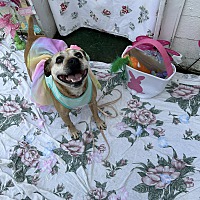 adopt a pet
