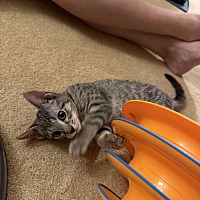 adopt-pet