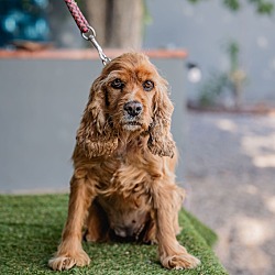 Cocker Spaniel Seattle Seattle, WA - Cocker Spaniel. Meet Daysi a Pet for Adoption - AdoptaPet.com