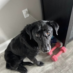 Photo of Momma (bonded to Whiskey)