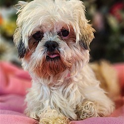 Photo of Trisha