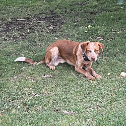 Photo of Ziggy