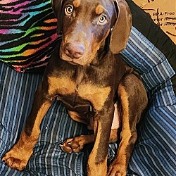 Photo of Rollo