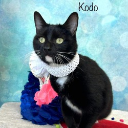 Photo of Kodo