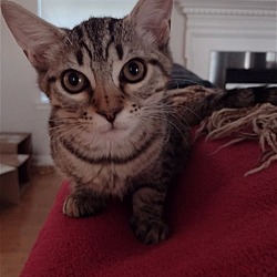 Thumbnail photo of Tinkerbell - KITTEN in foster #3