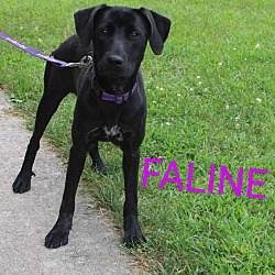 Thumbnail photo of Faline #1