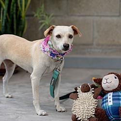 bonded pet photo