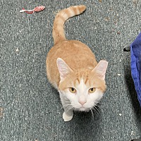 adopt a pet