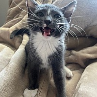 adopt a pet