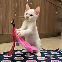 adopt a pet