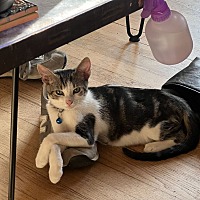 adopt a pet