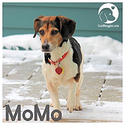 Thumbnail photo of MoMo #1
