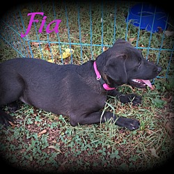 Thumbnail photo of Fia (Aka:Fifi) #3