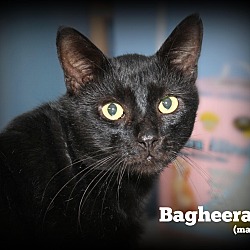 Thumbnail photo of Bagheera #4